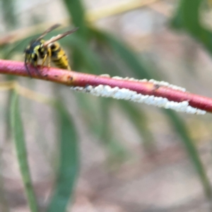 Vespula germanica at Belconnen, ACT - 8 Apr 2024