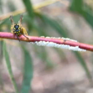 Vespula germanica at Belconnen, ACT - 8 Apr 2024