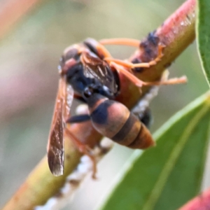 Polistes (Polistella) humilis at Belconnen, ACT - 8 Apr 2024 05:26 PM