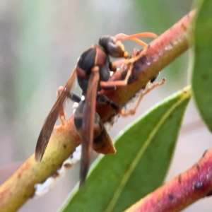 Polistes (Polistella) humilis at Belconnen, ACT - 8 Apr 2024 05:26 PM