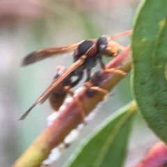 Polistes (Polistella) humilis at Belconnen, ACT - 8 Apr 2024 05:26 PM