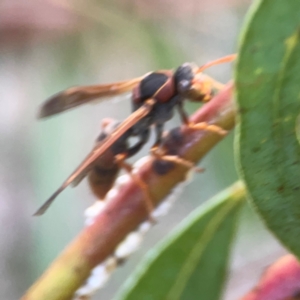 Polistes (Polistella) humilis at Belconnen, ACT - 8 Apr 2024