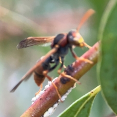 Polistes (Polistella) humilis at Belconnen, ACT - 8 Apr 2024