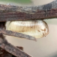 Unidentified Cockroach (Blattodea, several families) at Belconnen, ACT - 8 Apr 2024 by Hejor1