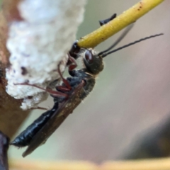 Eirone sp. (genus) (A flower wasp) at Belconnen, ACT - 8 Apr 2024 by Hejor1