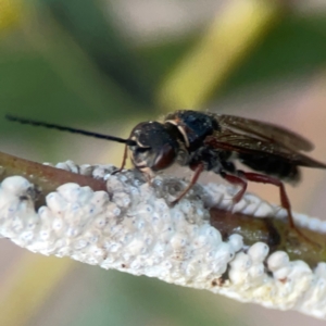 Eirone sp. (genus) at Belconnen, ACT - 8 Apr 2024