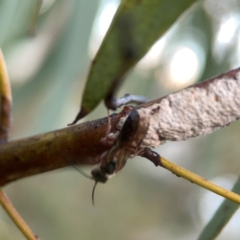 Eirone sp. (genus) at Belconnen, ACT - 8 Apr 2024