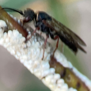 Eirone sp. (genus) at Belconnen, ACT - 8 Apr 2024