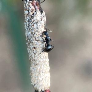 Polyrhachis phryne at Belconnen, ACT - 8 Apr 2024