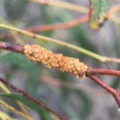 Unidentified Scale insect or Mealybug (Hemiptera, Coccoidea) at Belconnen, ACT - 8 Apr 2024 by Hejor1