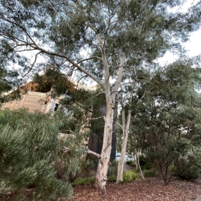 Eucalyptus mannifera subsp. mannifera (Brittle Gum) at Belconnen, ACT - 8 Apr 2024 by Hejor1