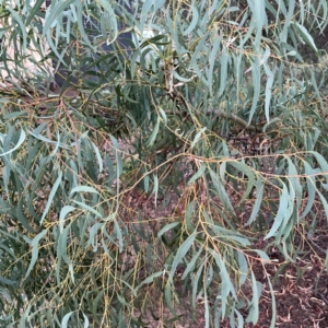 Eucalyptus mannifera subsp. mannifera at Belconnen, ACT - 8 Apr 2024
