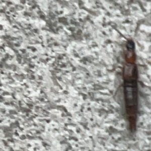 Staphylinidae (family) at Belconnen, ACT - 8 Apr 2024