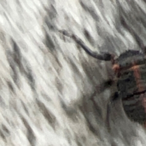 Eurymeloides minuta at Belconnen, ACT - 8 Apr 2024 05:43 PM