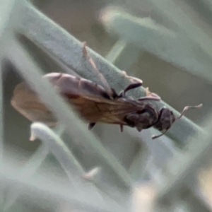 Iridomyrmex sp. (genus) at Belconnen, ACT - 8 Apr 2024