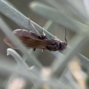 Iridomyrmex sp. (genus) at Belconnen, ACT - 8 Apr 2024