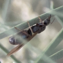 Iridomyrmex sp. (genus) at Belconnen, ACT - 8 Apr 2024