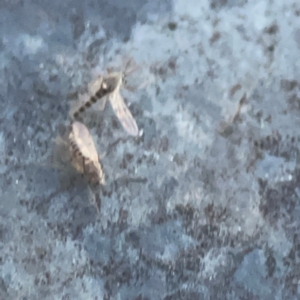 Chironomidae (family) at Belconnen, ACT - 8 Apr 2024