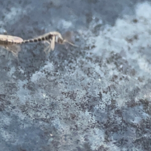 Chironomidae (family) at Belconnen, ACT - 8 Apr 2024