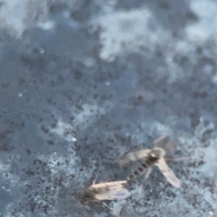 Chironomidae (family) at Belconnen, ACT - 8 Apr 2024