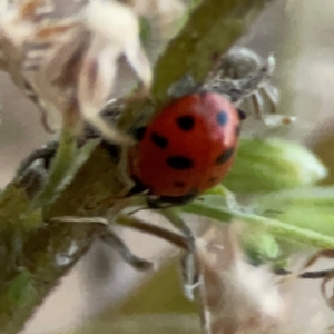 Hippodamia variegata (Spotted Amber Ladybird) at Belconnen, ACT by Hejor1