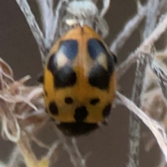 Coccinellidae (family) (Unidentified lady beetle) at Belconnen, ACT - 8 Apr 2024 by Hejor1