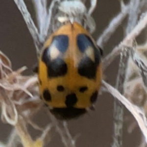 Coccinellidae (family) at Belconnen, ACT - 8 Apr 2024