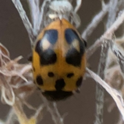 Coccinellidae (family) (Unidentified lady beetle) at Belconnen, ACT - 8 Apr 2024 by Hejor1