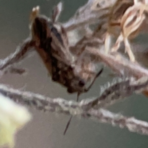 Nysius sp. (genus) at Belconnen, ACT - 8 Apr 2024