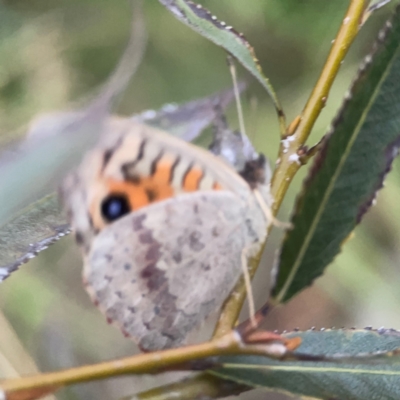 Junonia villida (Meadow Argus) at Belconnen, ACT - 8 Apr 2024 by Hejor1