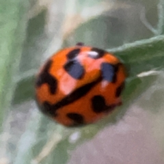 Coccinella transversalis (Transverse Ladybird) at Belconnen, ACT - 8 Apr 2024 by Hejor1