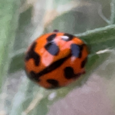 Coccinella transversalis (Transverse Ladybird) at Belconnen, ACT - 8 Apr 2024 by Hejor1