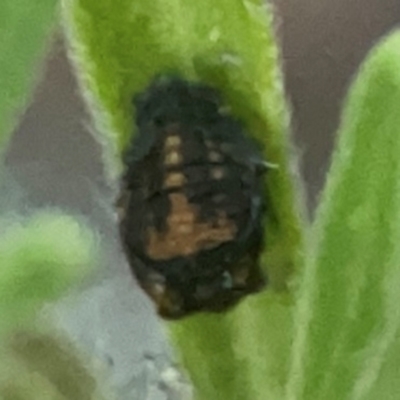 Harmonia conformis (Common Spotted Ladybird) at Belconnen, ACT - 8 Apr 2024 by Hejor1