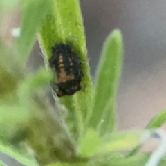 Harmonia conformis at Belconnen, ACT - 8 Apr 2024