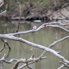 Hirundo neoxena (Welcome Swallow) at Naring, VIC - 5 Apr 2024 by Darcy