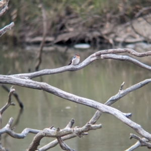 Hirundo neoxena at Broken-Boosey State Park - 5 Apr 2024 10:38 AM