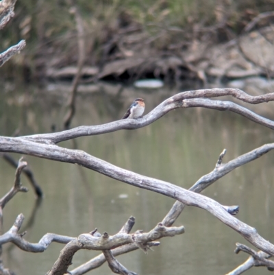 Hirundo neoxena (Welcome Swallow) at Naring, VIC - 5 Apr 2024 by Darcy