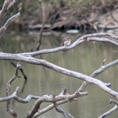 Hirundo neoxena at Broken-Boosey State Park - 5 Apr 2024 10:38 AM