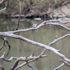 Hirundo neoxena at Broken-Boosey State Park - 5 Apr 2024