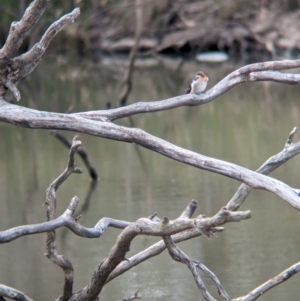 Hirundo neoxena at Broken-Boosey State Park - 5 Apr 2024