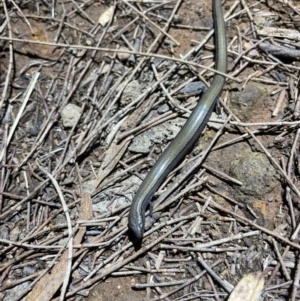 Hemiergis talbingoensis at Mount Ainslie - 8 Apr 2024 06:10 PM