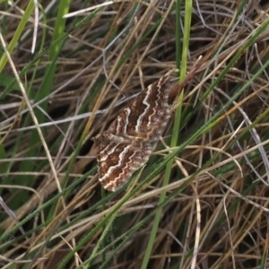 Chrysolarentia heliacaria at Namadgi National Park - 11 Mar 2024