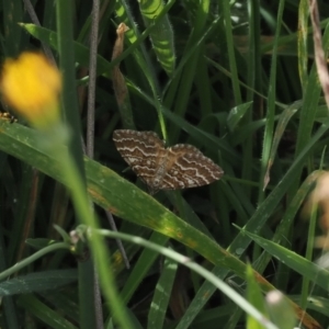 Chrysolarentia heliacaria at Namadgi National Park - 11 Mar 2024