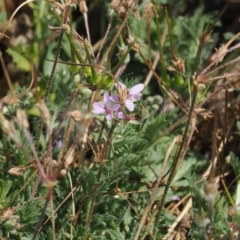 Erodium cicutarium (Common Storksbill, Common Crowfoot) at Namadgi National Park - 11 Mar 2024 by RAllen