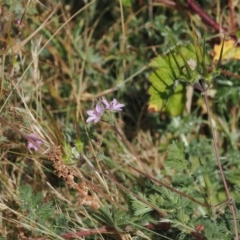 Erodium cicutarium at Namadgi National Park - 11 Mar 2024