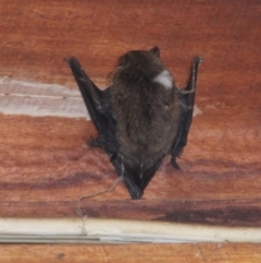 Vespertilionidae (family) (A microbat) at Currowan, NSW - 8 Apr 2024 by UserCqoIFqhZ