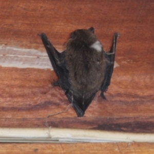 Unidentified Bat at suppressed by UserCqoIFqhZ