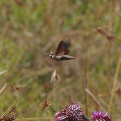 Hippotion scrofa (Coprosma Hawk Moth) at Mount Clear, ACT - 11 Mar 2024 by RAllen