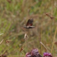 Hippotion scrofa (Coprosma Hawk Moth) at Namadgi National Park - 11 Mar 2024 by RAllen