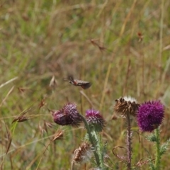 Hippotion scrofa at Namadgi National Park - 11 Mar 2024